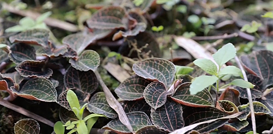 名贵中草药的十年一磨，成就三农大V，这份致富宝典值得学习！