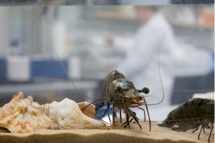 科学助力更多澳大利亚本土养殖，对虾走上圣诞餐桌