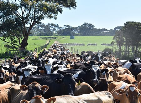 公畜购买：澳大利亚的冠军种牛
