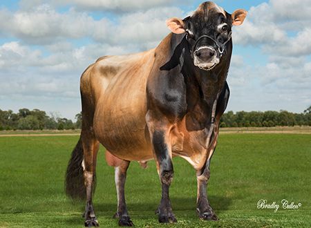 公畜购买：澳大利亚的冠军种牛
