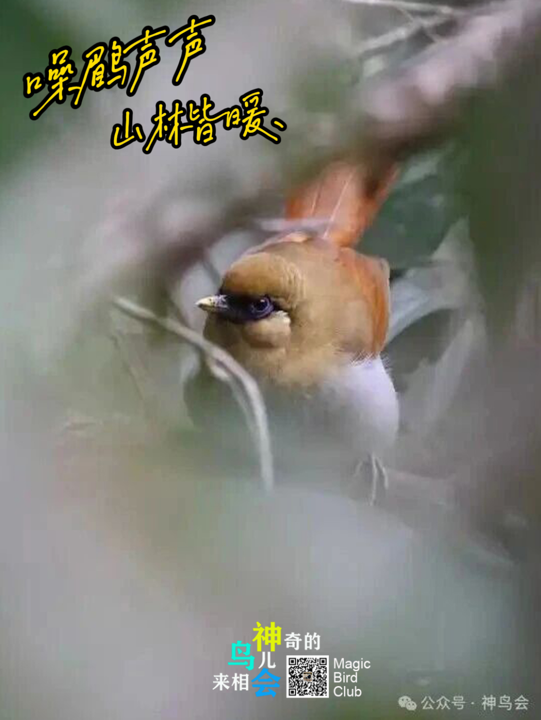 噪鹛声声，山林皆暖