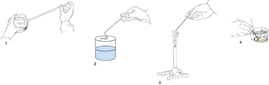 接种针用什么灭菌微生物检测基础知识大全！_https://www.jmylbn.com_新闻资讯_第6张