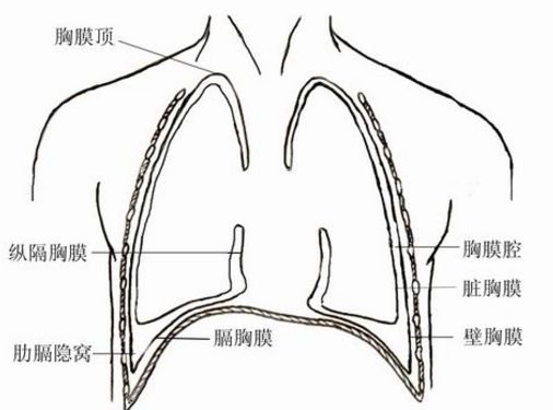 肺部听诊18个点草图图片