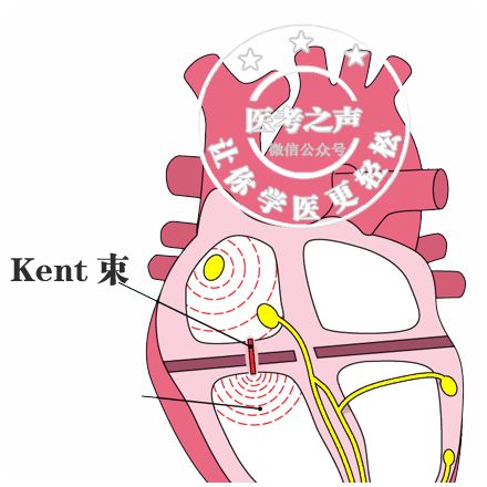 学习心电图，这是我见过最完美的文章！