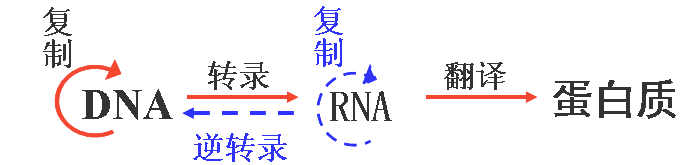 实现基因沉默的siRNA，未来最火的药物研发。