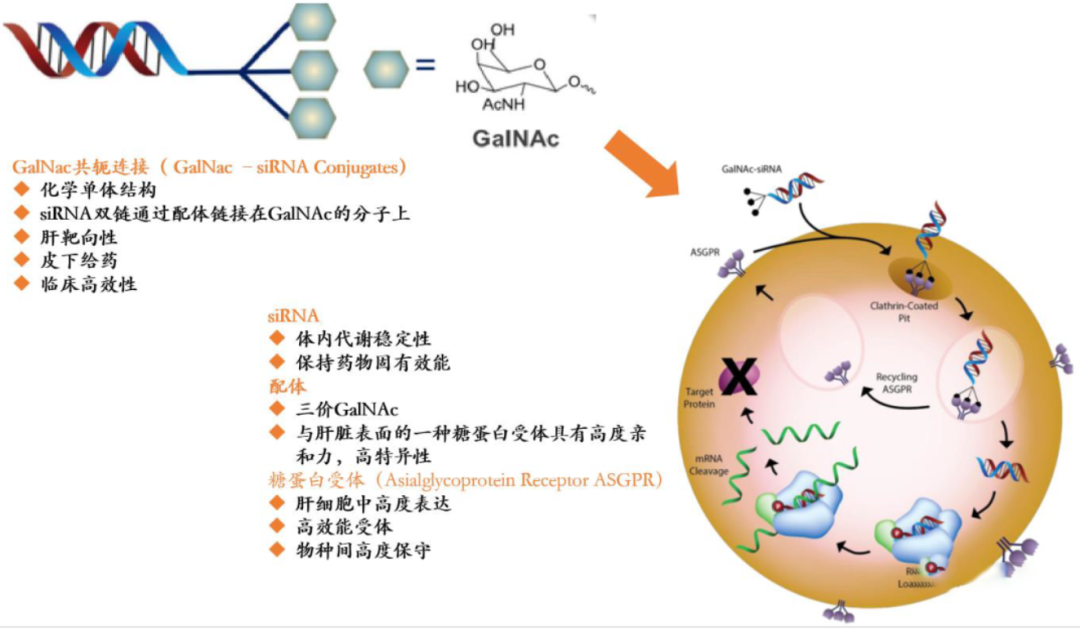 实现基因沉默的siRNA，未来最火的药物研发。