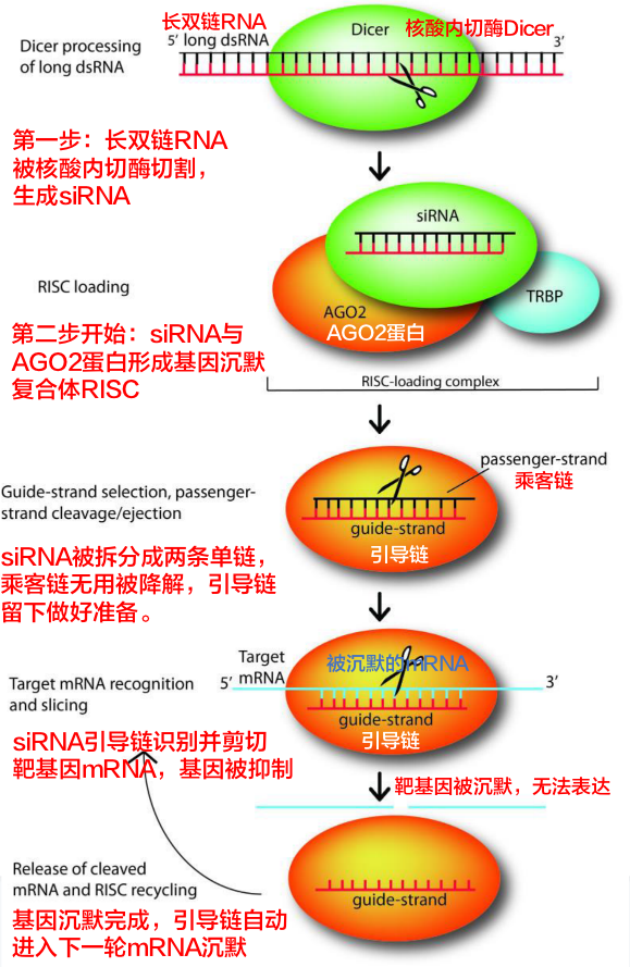 实现基因沉默的siRNA，未来最火的药物研发。