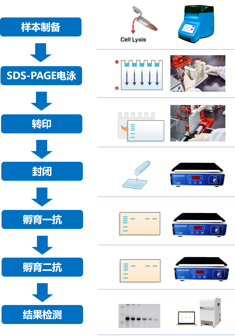 整個實驗流程大致可分為蛋白質樣品獲取,sds-page電泳,轉印,封閉,抗體