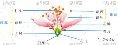 教案初中生物写什么内容_教案初中生物写多少字_初中生物教案怎么写