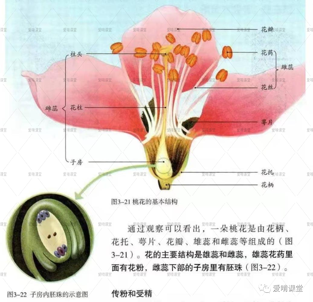 教案初中生物写什么内容_教案初中生物写多少字_初中生物教案怎么写