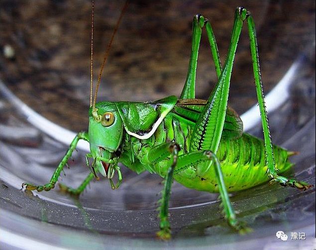 蚰子有的全身翠绿,有的呈灰褐色,公蚰子有发声的器官,能发出"唧唧唧"