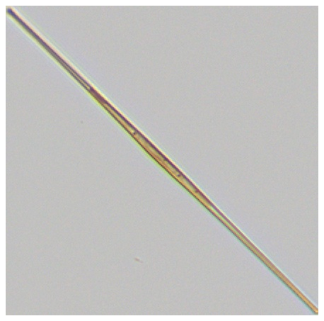 譜康醫(yī)學 | 流式成像技術(shù)助力浮游植物（藻類）檢測進入新時代