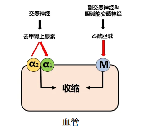 中频为什么能镇痛物理因子疗法——低中频电疗法_https://www.jmylbn.com_新闻资讯_第8张