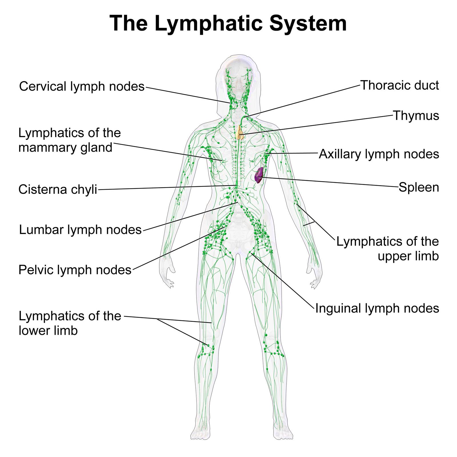 draining lymph nodes图片