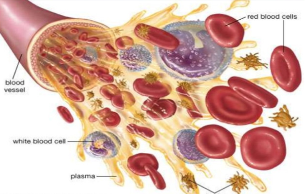 子宫支架是什么髂静脉支架能否耐受妊娠子宫？_https://www.jmylbn.com_新闻资讯_第15张