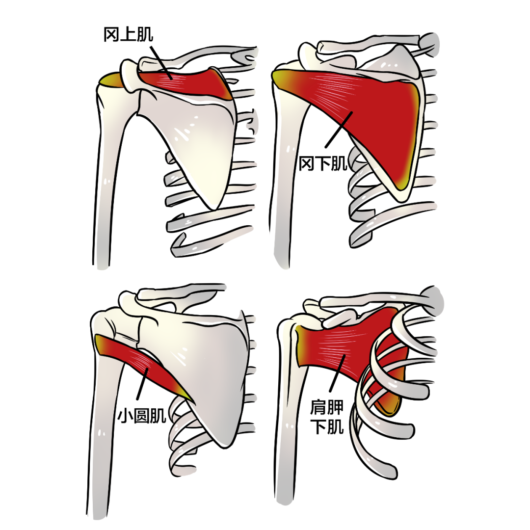 肩膀又开始酸涨不适了 快了解一下肩袖肌群 健力多天猫旗舰店
