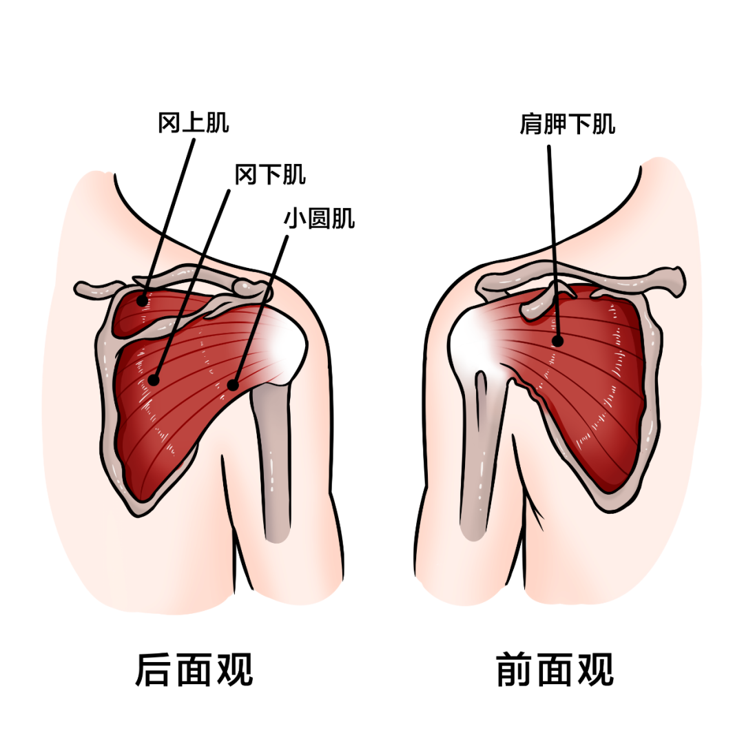 肩膀又开始酸涨不适了 快了解一下肩袖肌群 健力多天猫旗舰店