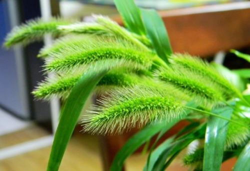 农村常见的狗尾巴草，居然也是一位养生良药，你知道吗？