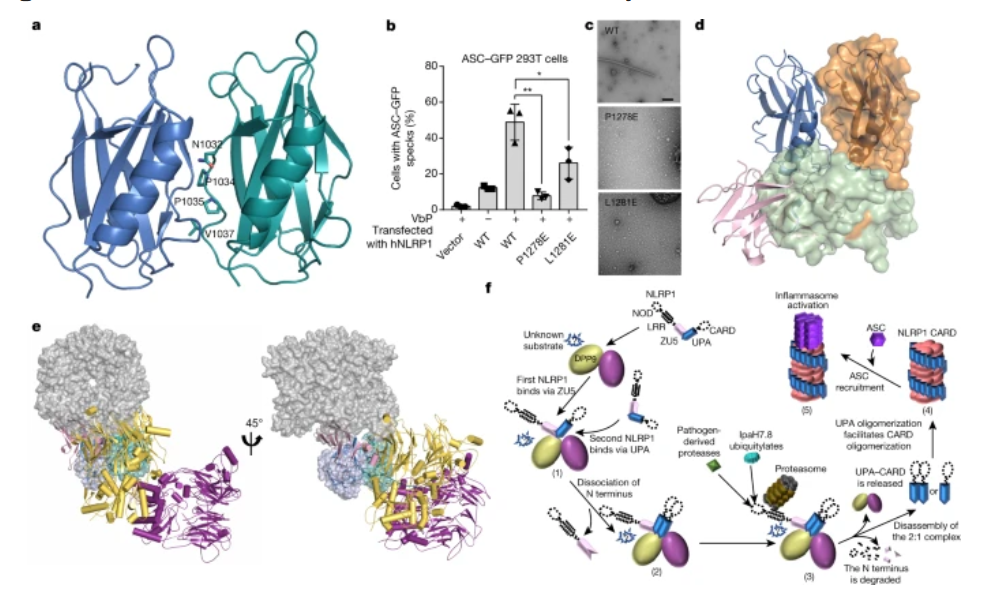 and structure of a plant nlr resistosome conferring immunity