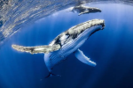 全球最大的嘴,霸气外露上演壮观“鲸吞”,画面太震撼