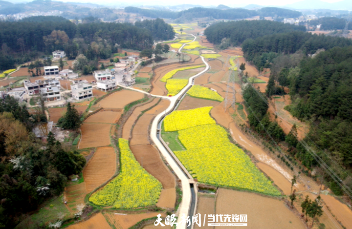 雨朵镇粮田变良田产业齐开花