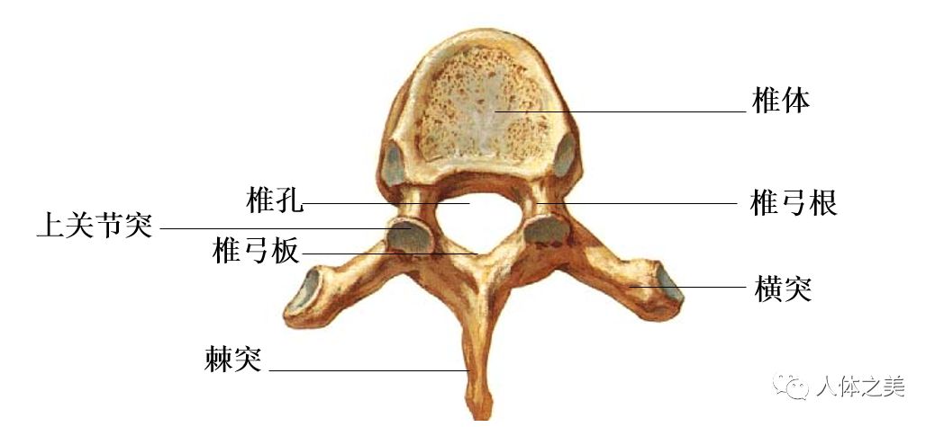 人体解剖学公开课 运动系统 躯干骨 椎骨的一般形态 米志坚 人体之美 微信公众号文章阅读 Wemp