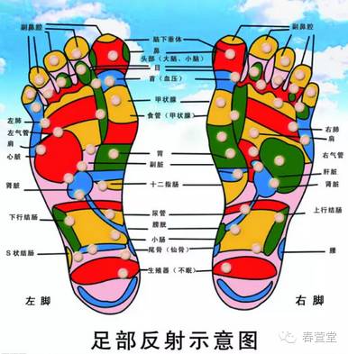脚底部存在着各脏器的反射区,某些脏器产生病变后,可以在其反射区上