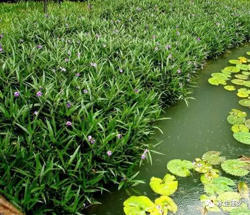 湿生植物 翠芦莉 神奇的名字 水生藻安 微信公众号文章阅读 Wemp