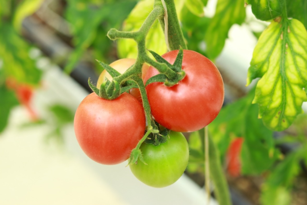 从一个"小番茄"看科技兴农的始兴密码