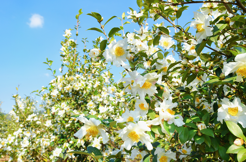 万亩油茶花开正艳满山芬芳尽染雪