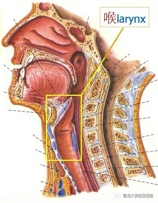 喉镜检查的范围示意图图片