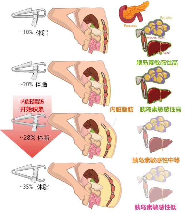 增肌期的最理想体脂百分比 健身教练ason 微信公众号文章阅读 Wemp