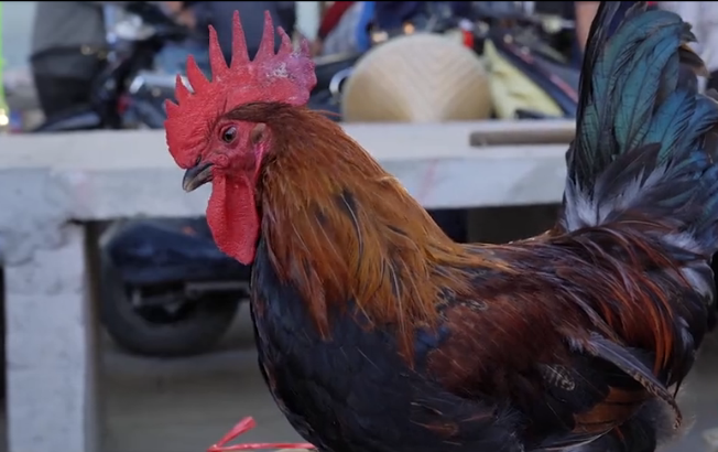 ��˳����ҹ���ġ�ͷ�ơ������Ӽ�