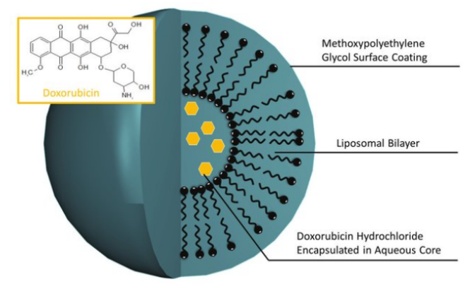 Liposomes脂質體的發現起源以及納米顆粒