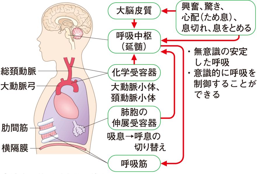 正确的呼吸模式是一切康复的基础 微云康复 微信公众号文章阅读 Wemp