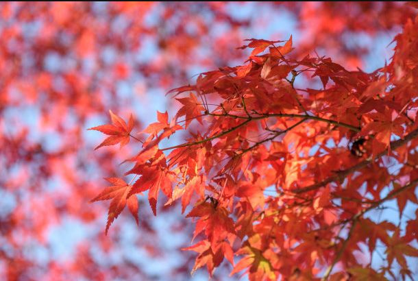 2019日本紅葉最佳賞楓去處推薦 | 最全指南！ 旅遊 第31張