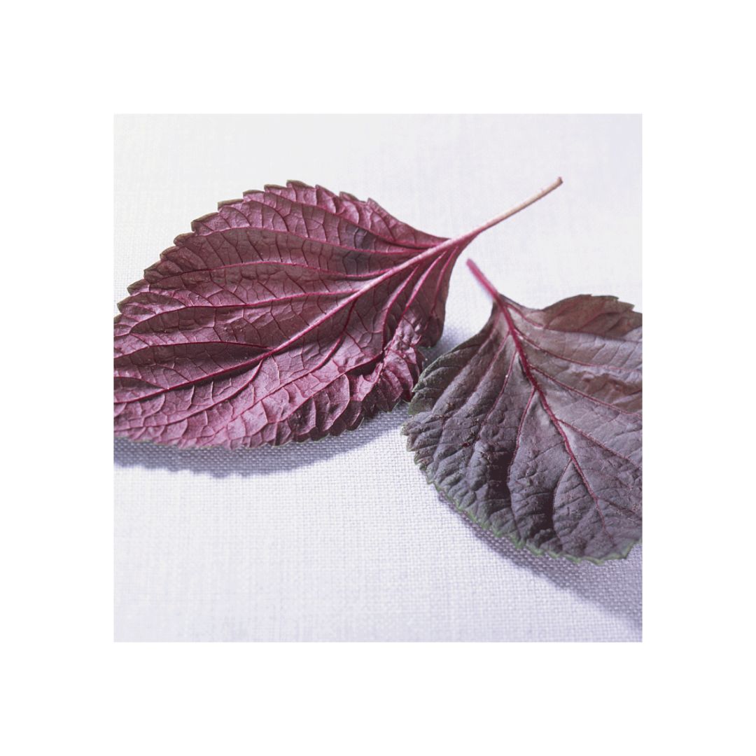 真珠美学新品详解 石榴红藜果蔬饮 真珠美学美白抗糖饮 真珠美学怎么代理 Pearlosophy真珠美学总代理 微信公众号文章阅读 Wemp