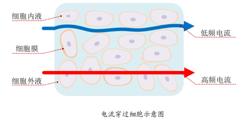 体重阻抗值是什么奇怪了，体脂秤怎么知道我有多少脂肪？-上海聚慕医疗器械有限公司