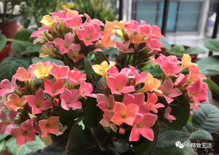 长寿花有2怕 8月要做这件事 做好了枝繁叶茂 花开不断 廿四花事 微信公众号文章阅读 Wemp