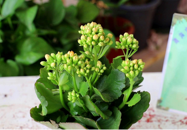 10月养长寿花 套个 黑塑料袋 咕噜咕噜冒花苞 全网搜