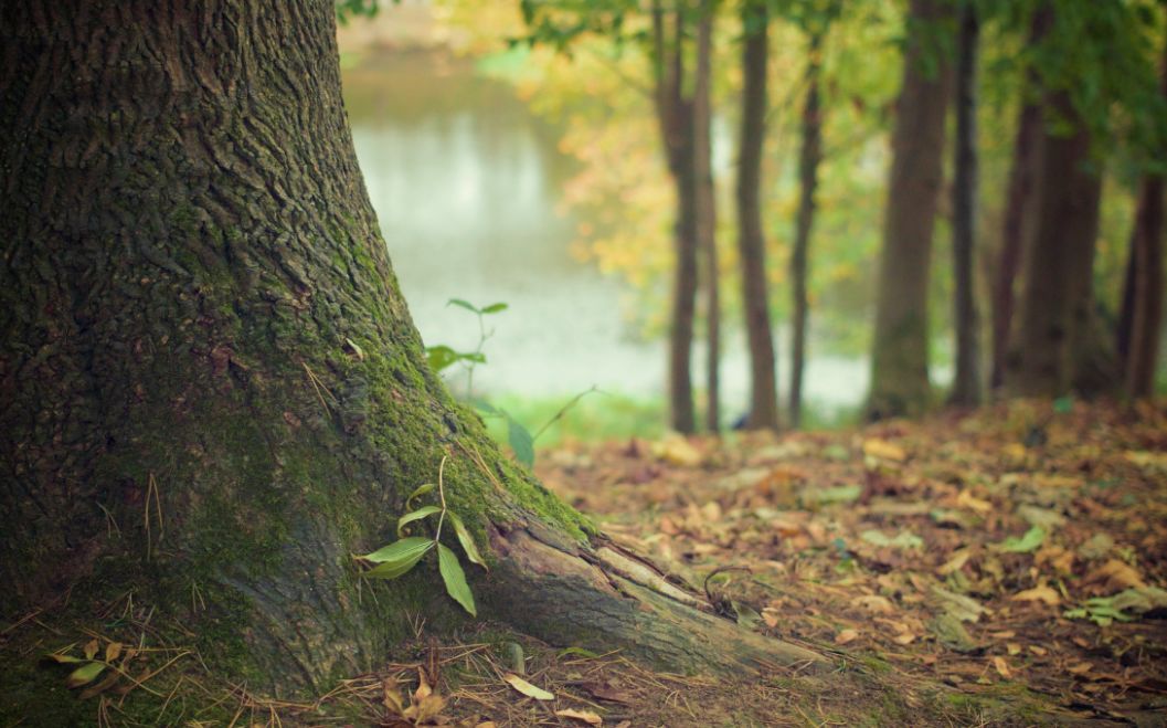 五脏养护手册 | 人养臟腑树养根