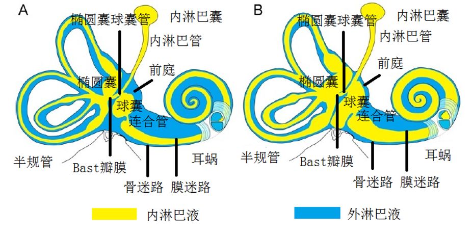 沈双 膜迷路积水导致听力下降的基础研究 听力行业通讯 微信公众号文章阅读 Wemp