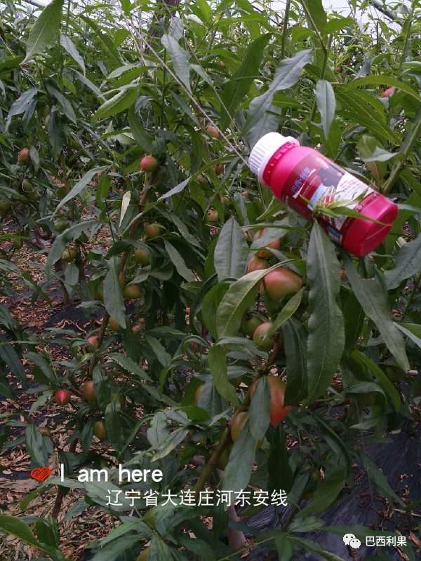 桃树如何科学的施肥呢？