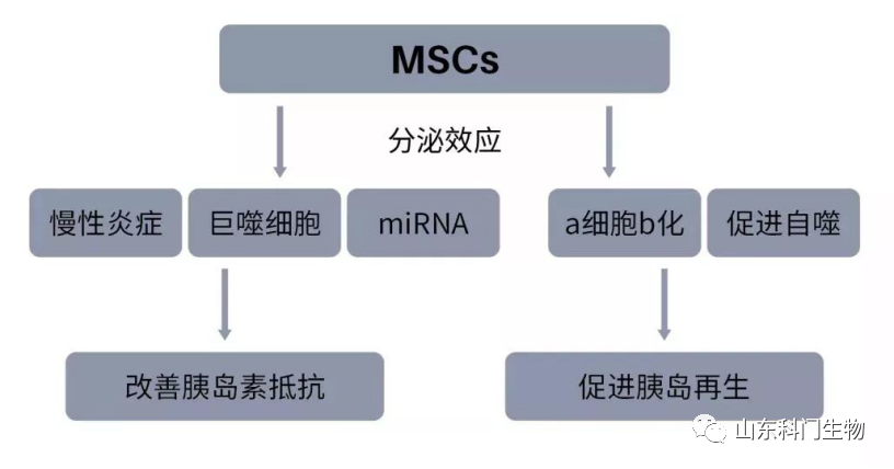 幹細胞，人體內的「活藥廠」 健康 第7張