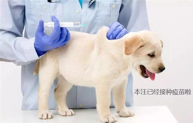 读狂犬旁基本都是福建人