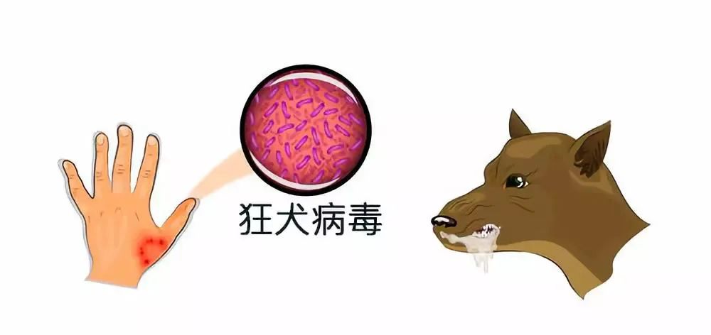 读狂犬旁基本都是福建人