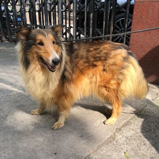 上海有愛嗎 一犬一話 微文庫