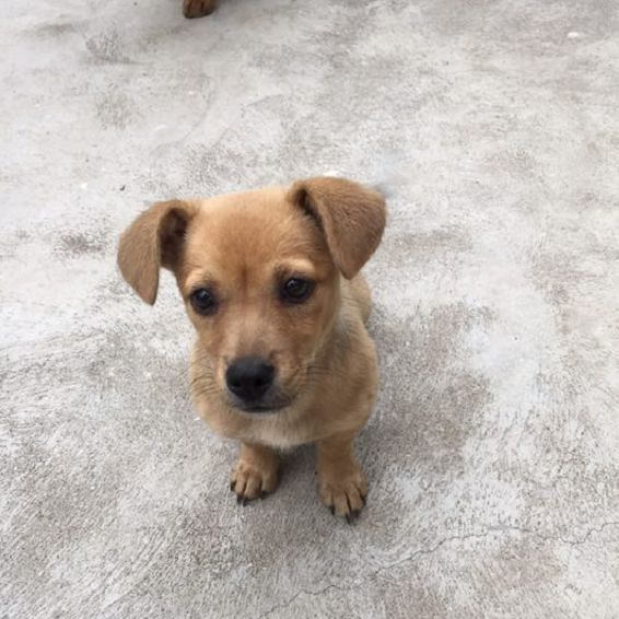 上海有愛嗎 一犬一話 微文庫