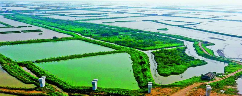 中山市崖口村红树林及围垦区  (中山市南朗镇政府提供)瓜果绿道