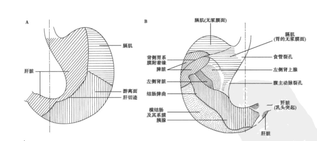 普外科五大部位的層次解剖及手術要點_醫學界-助力醫生臨床決策和職業